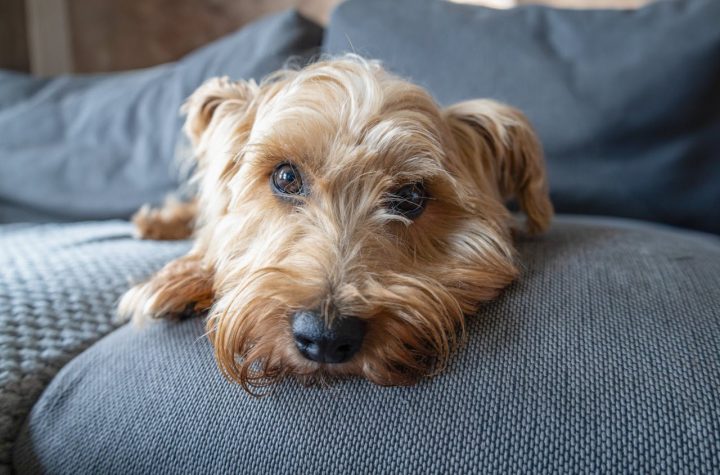 pexels rosana campideli 622171376 21914108